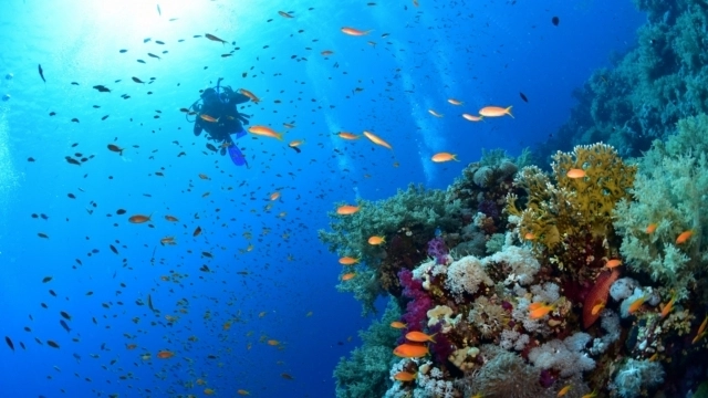 Ankara Hareketli Sharm El Sheikh Turları